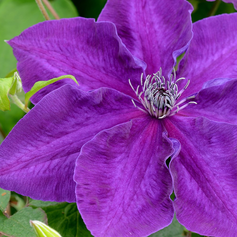 <i>Clematis</i> <b class=small-caps>Amethyst Beauty</b> ('Evipo043') (PBR)