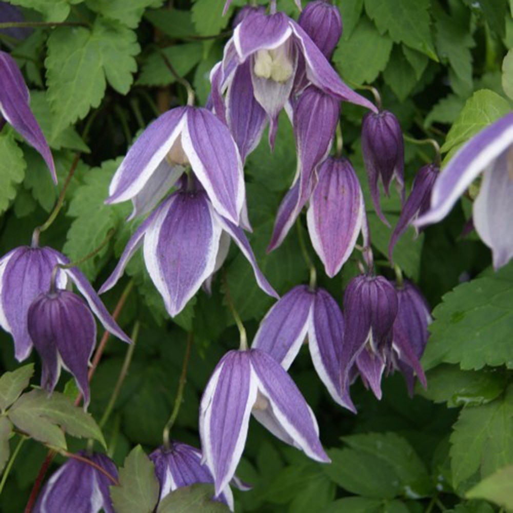 <i>Clematis</i> 'Blue Eclipse'