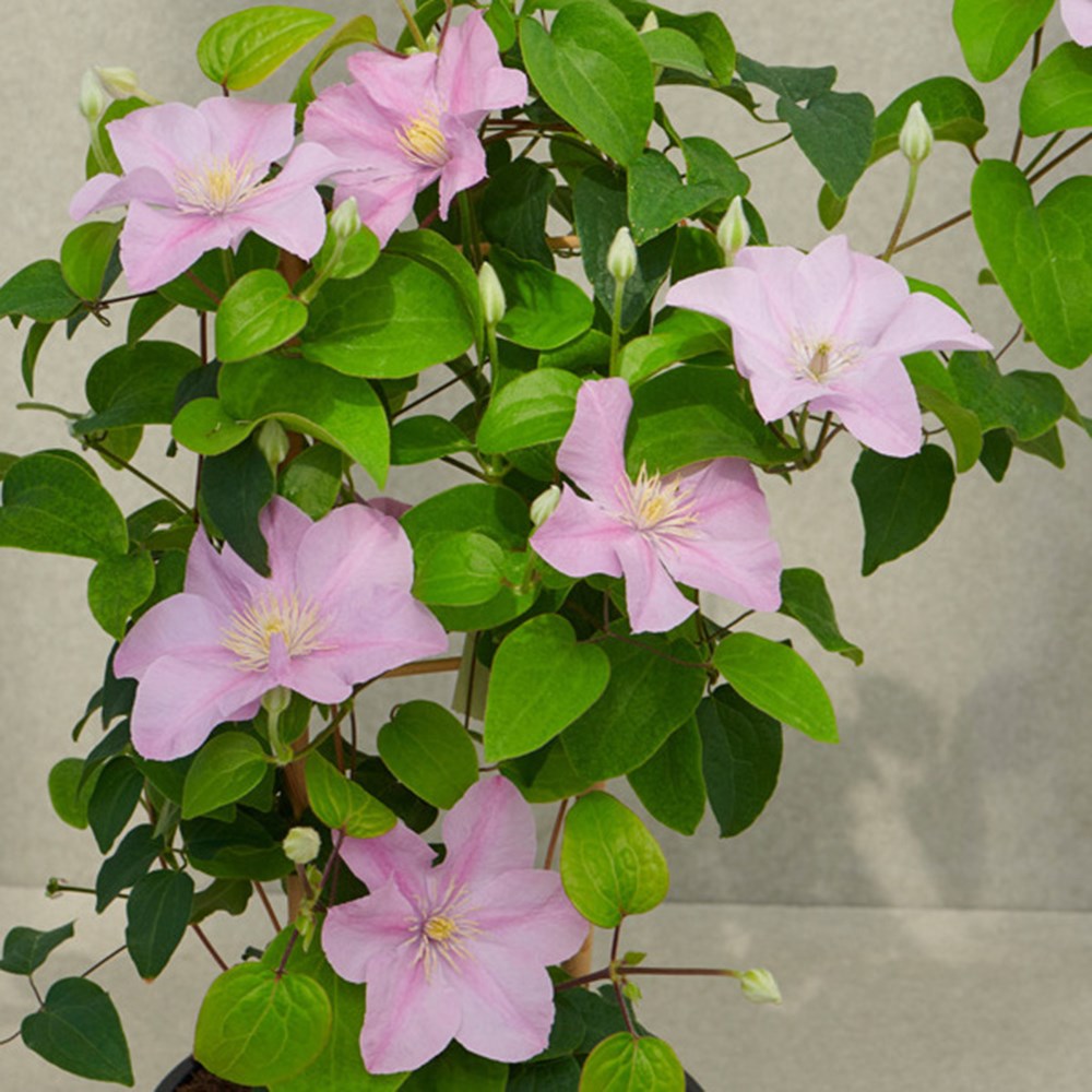 <i>Clematis</i> <b class=small-caps>Pompeii</b> ('Evipo116') (Boulevard Series)