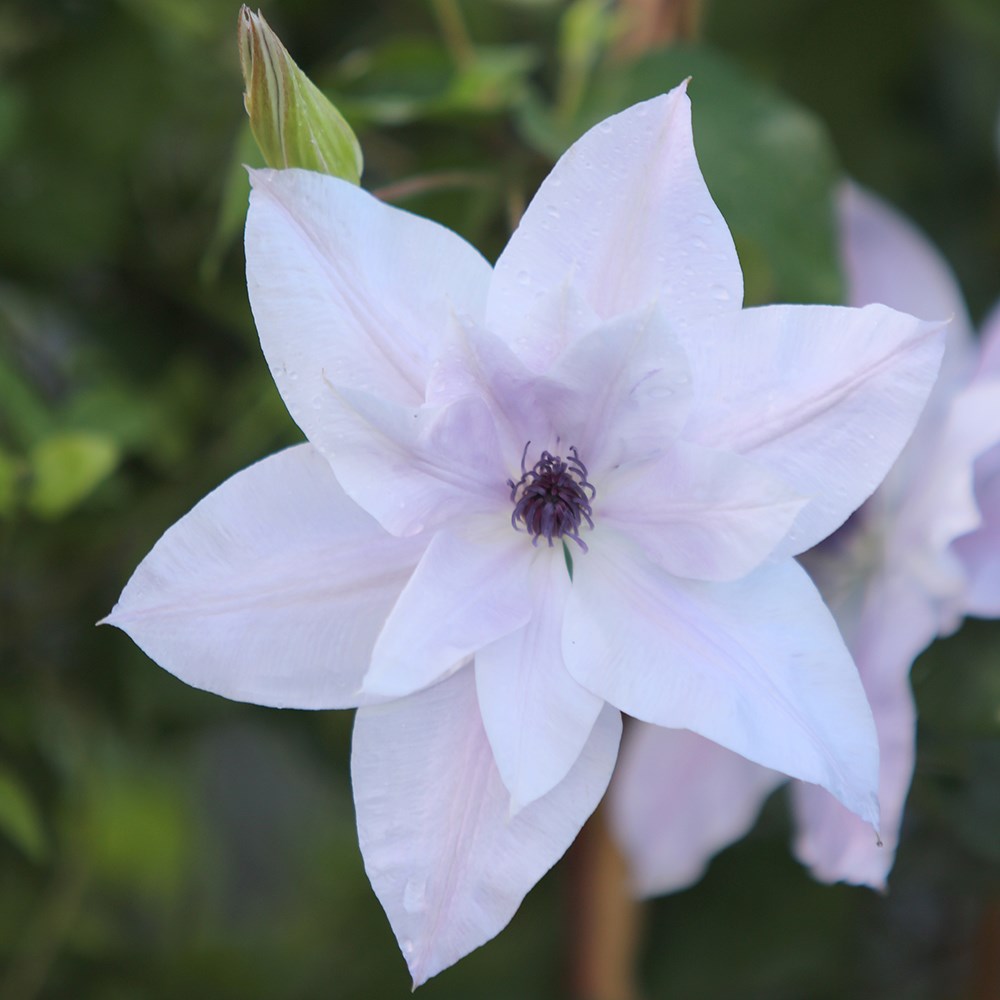 <i>Clematis</i> <b class=small-caps>Reflections</b> ('Evipo035')