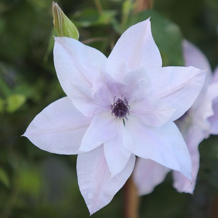 Clematis Reflections ('Evipo035') (PBR)