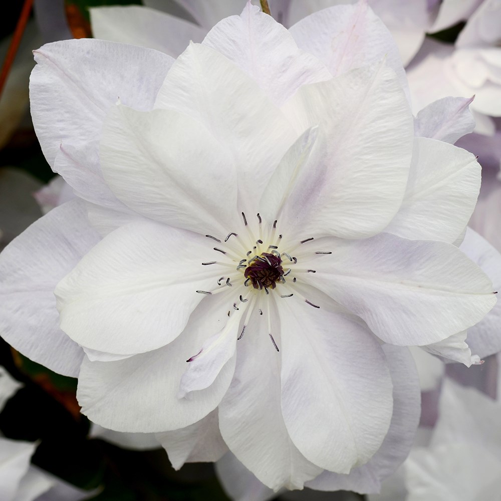 <i>Clematis</i> <b class=small-caps>Reflections</b> ('Evipo035')