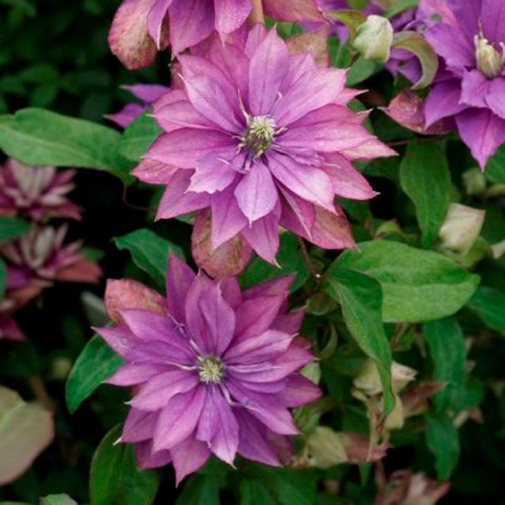 <i>Clematis</i> <b class=small-caps>Rollercoaster</b> ('Zo16170')