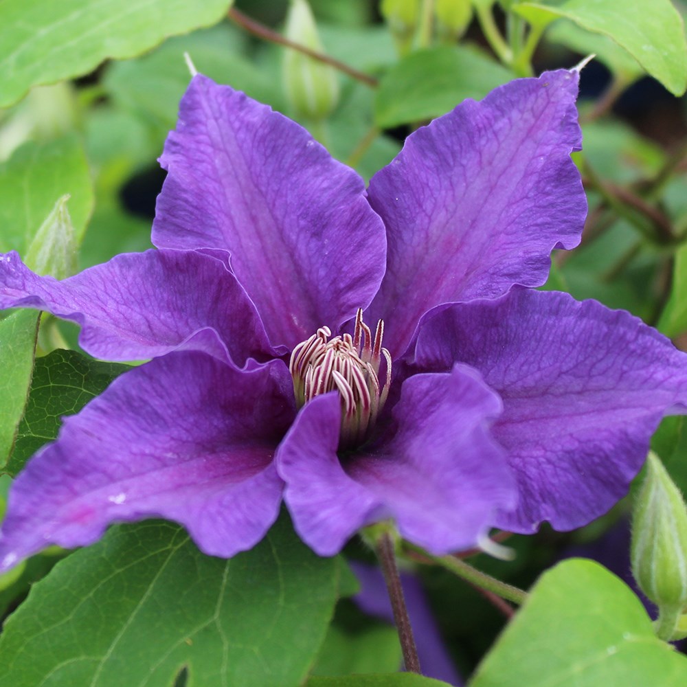<i>Clematis</i> <b class=small-caps>Sacha</b> ('Evipo060')