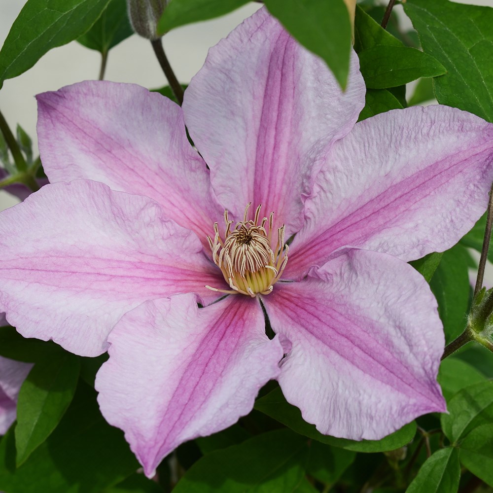 <i>Clematis</i> <b class=small-caps>Sally</b> ('Evipo077') (PBR) (Boulevard Series)