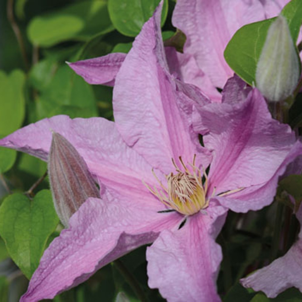 <i>Clematis</i> <b class=small-caps>Sally</b> ('Evipo077') (PBR) (Boulevard Series)
