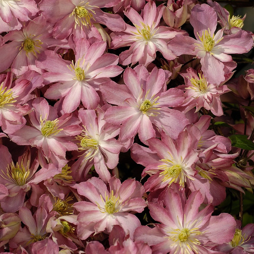 <i>Clematis montana</i> 'Rosebud'