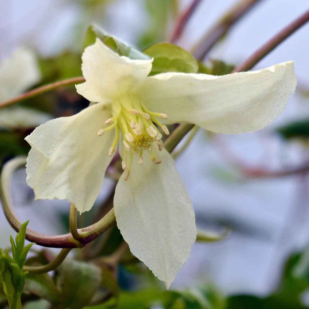 <i>Clematis cirrhosa</i> 'Ourika Valley'