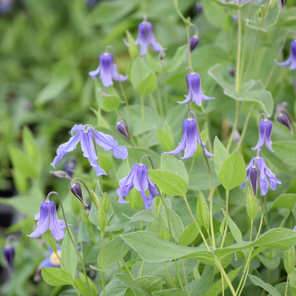 <i>Clematis integrifolia</i> 