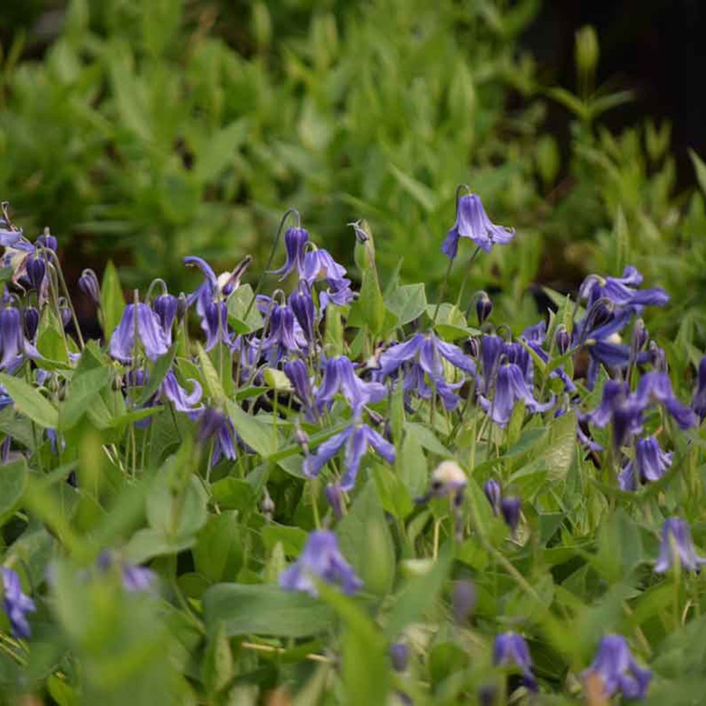 <i>Clematis integrifolia</i> 