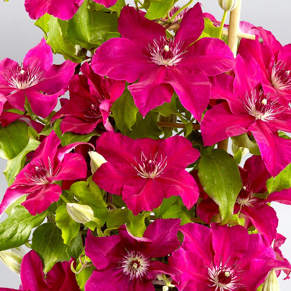 <i>Clematis</i> <b class=small-caps>Daiyu</b> ('Evipo083') (PBR)