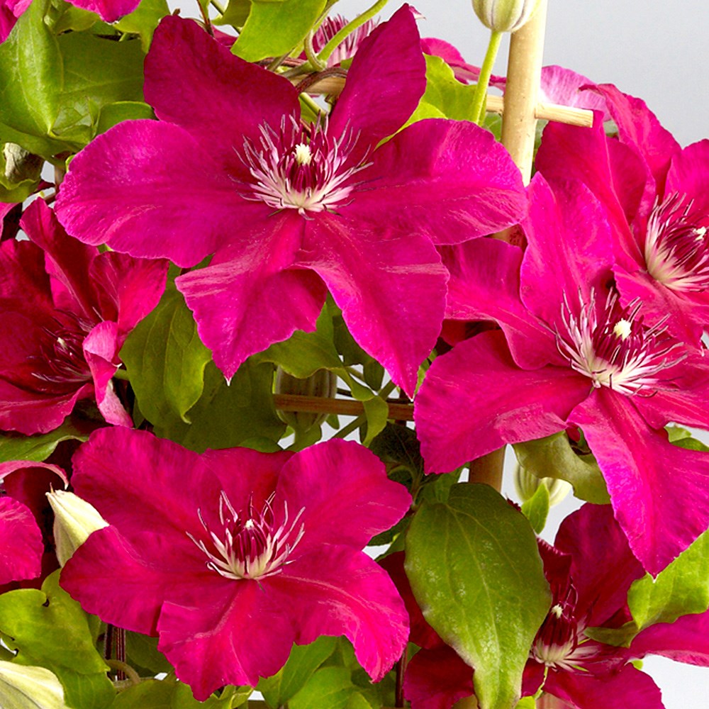 <i>Clematis</i> <b class=small-caps>Daiyu</b> ('Evipo083') (PBR)