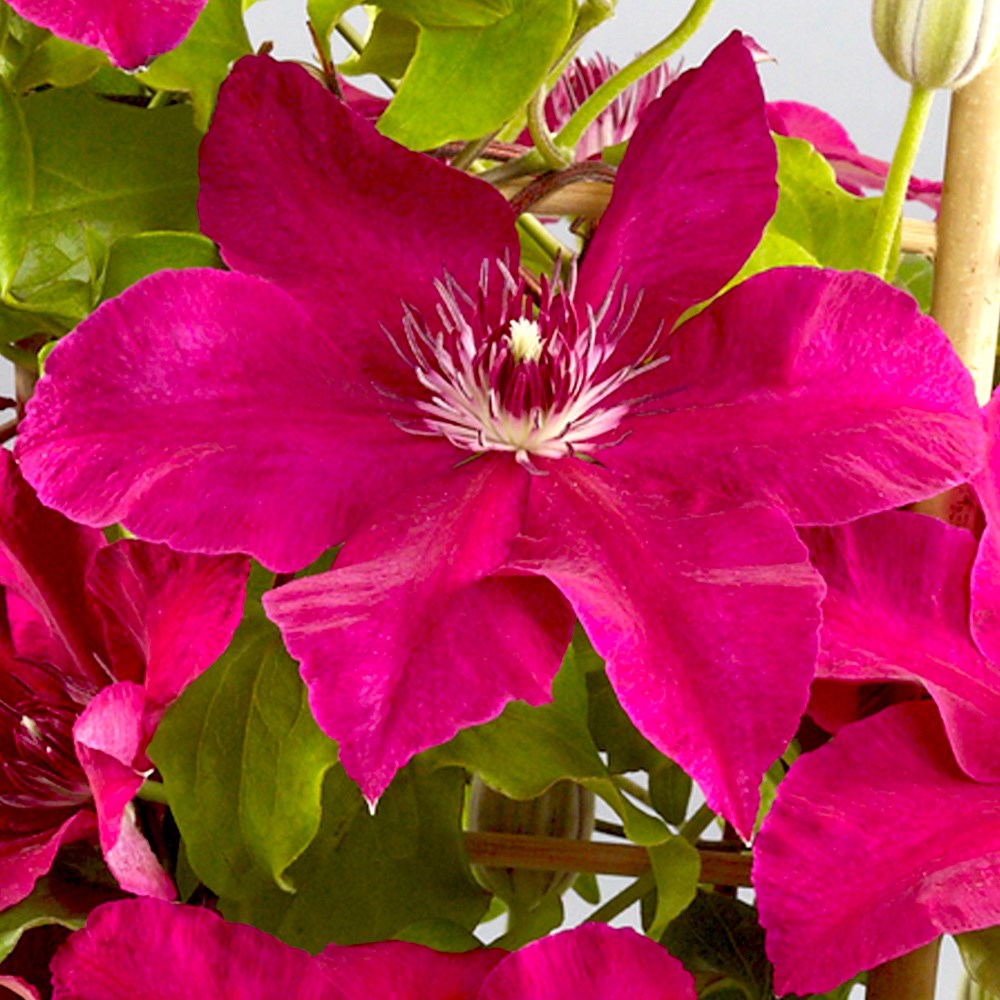 <i>Clematis</i> <b class=small-caps>Daiyu</b> ('Evipo083') (PBR)
