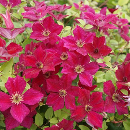 Clematis John Howells ('Zojohnhowells') (PBR)