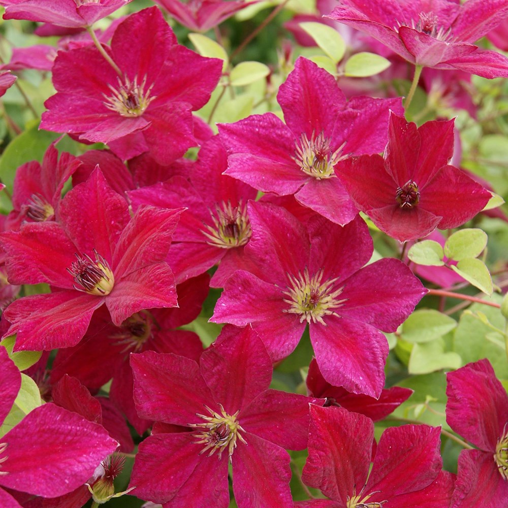 <i>Clematis </i><b class=small-caps>John Howells</b> ('Zojohnhowells') (PBR)