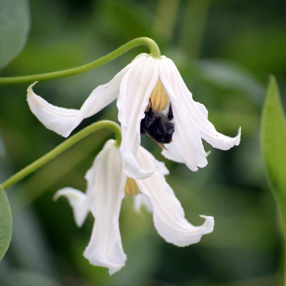 <i>Clematis integrifolia</i> 'Alba'