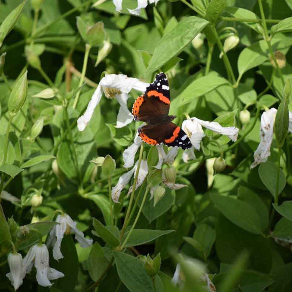 <i>Clematis integrifolia</i> 'Alba'