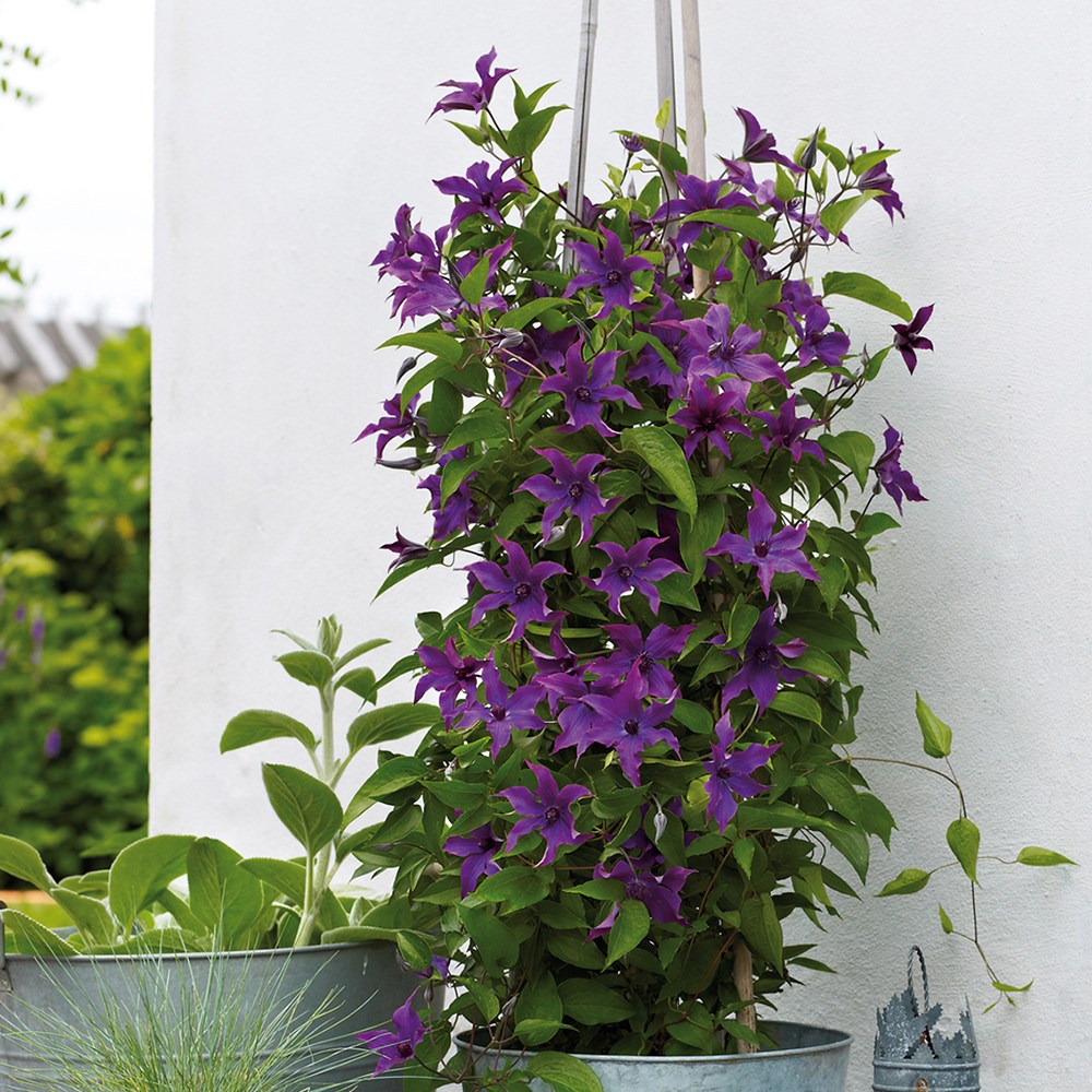 Clematis <b class=small-caps>Guiding Promise</b> ('Evipo053') (PBR) (Boulevard Series)