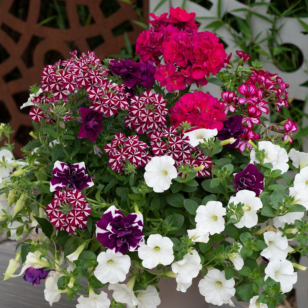 Berry swirl - Easyplanter for hanging baskets & patio pots