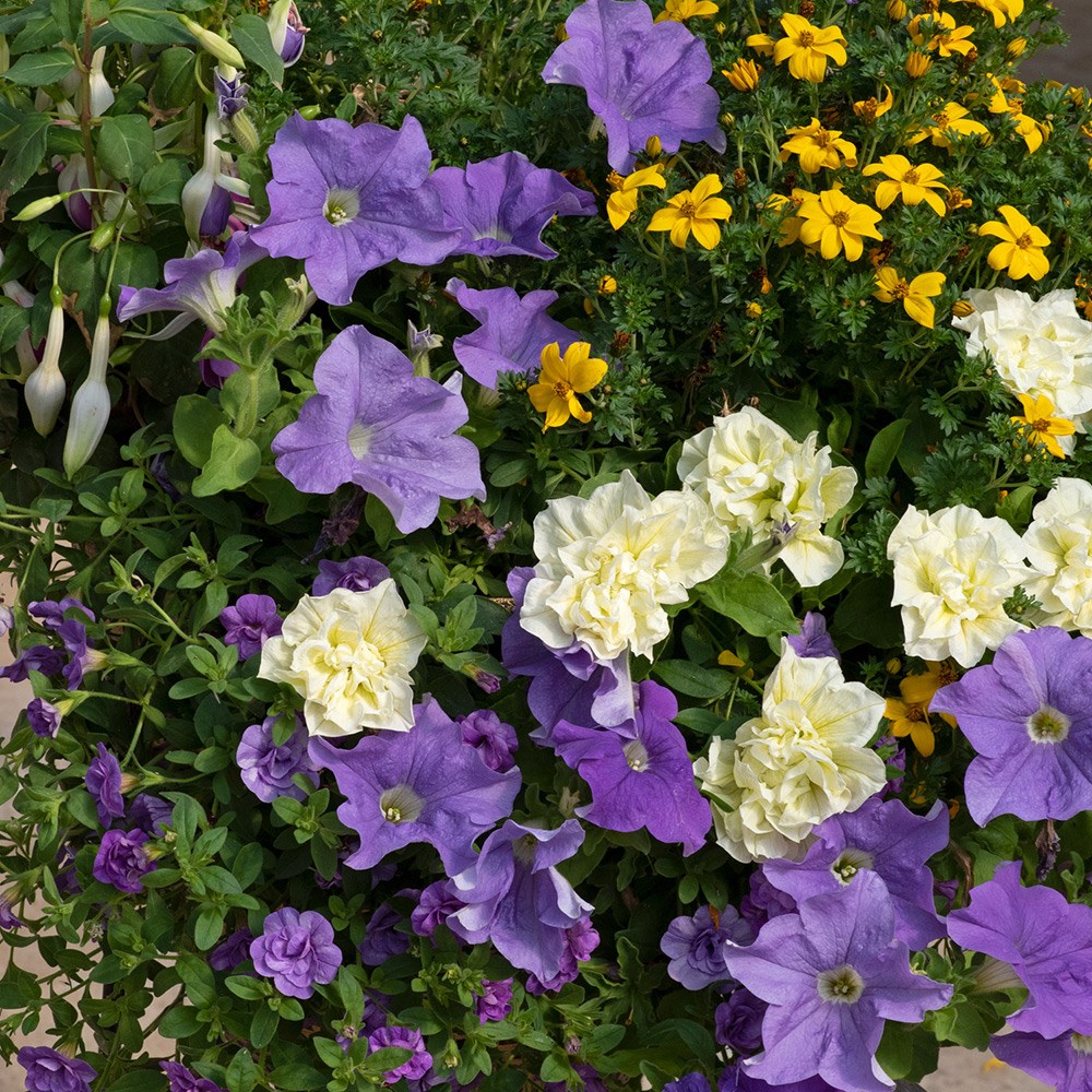 Hit refresh - Easyplanter for hanging baskets & patio pots