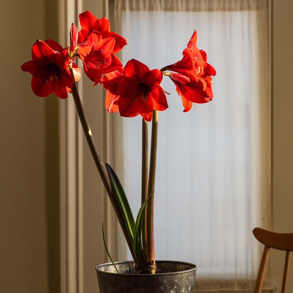 Hippeastrum Royal Red | Houseplant