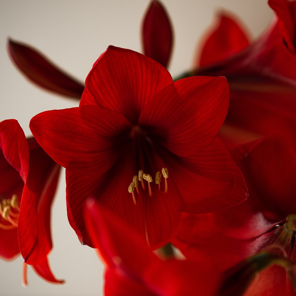 Hippeastrum Royal Red | Houseplant