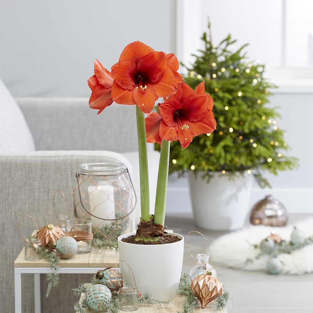 Hippeastrum Royal Red | Houseplant