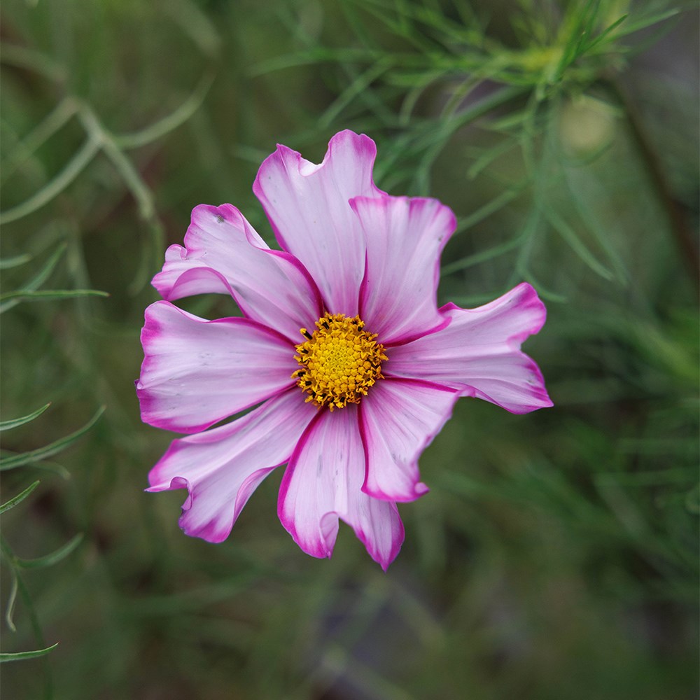 <i>Cosmos bipinnatus</i> 'Candy Stripe'