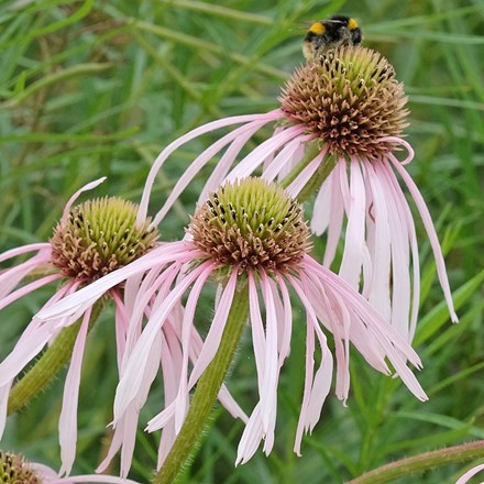 <i>Echinacea pallida</i> 'Hula Dancer'