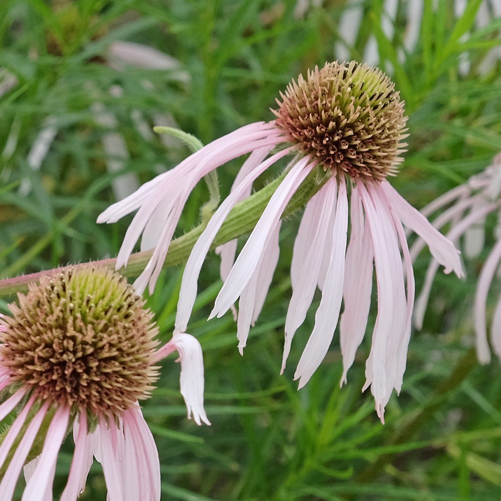 <i>Echinacea pallida</i> 'Hula Dancer'