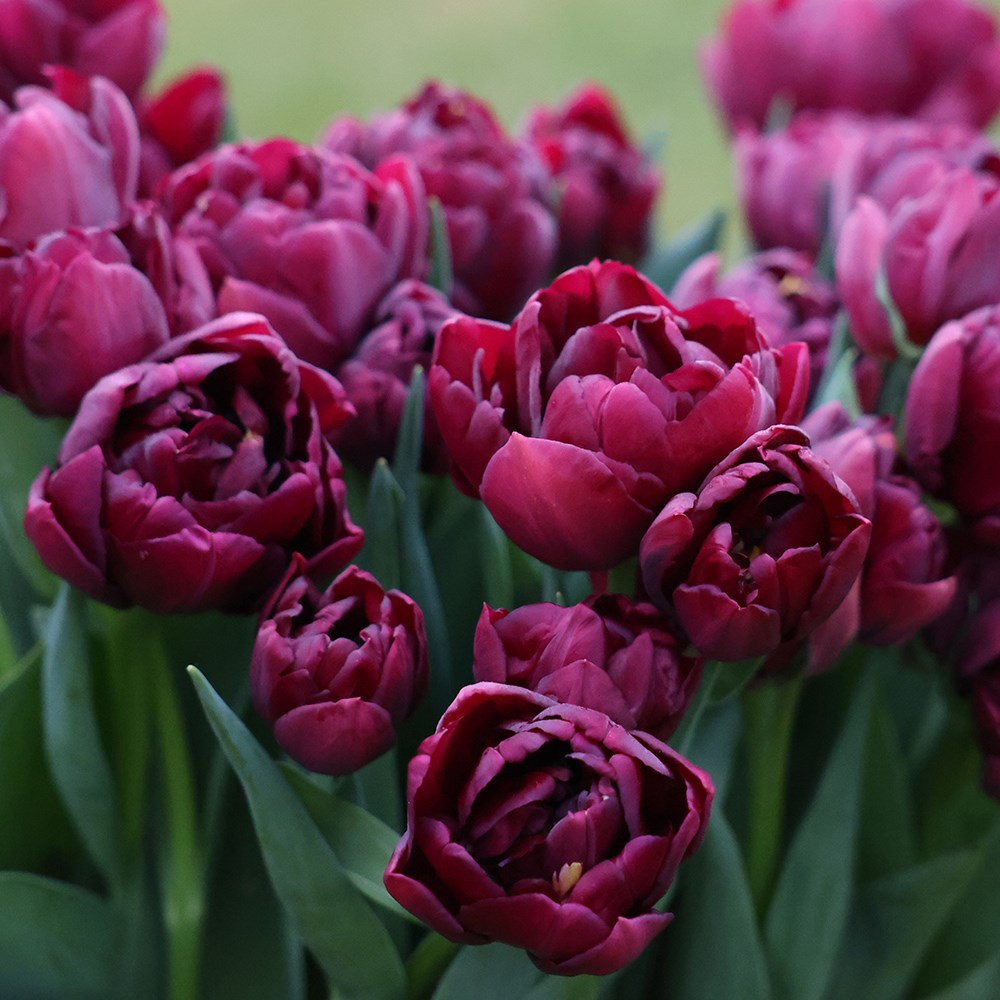 <i>Tulipa</i> 'Alison Bradley'