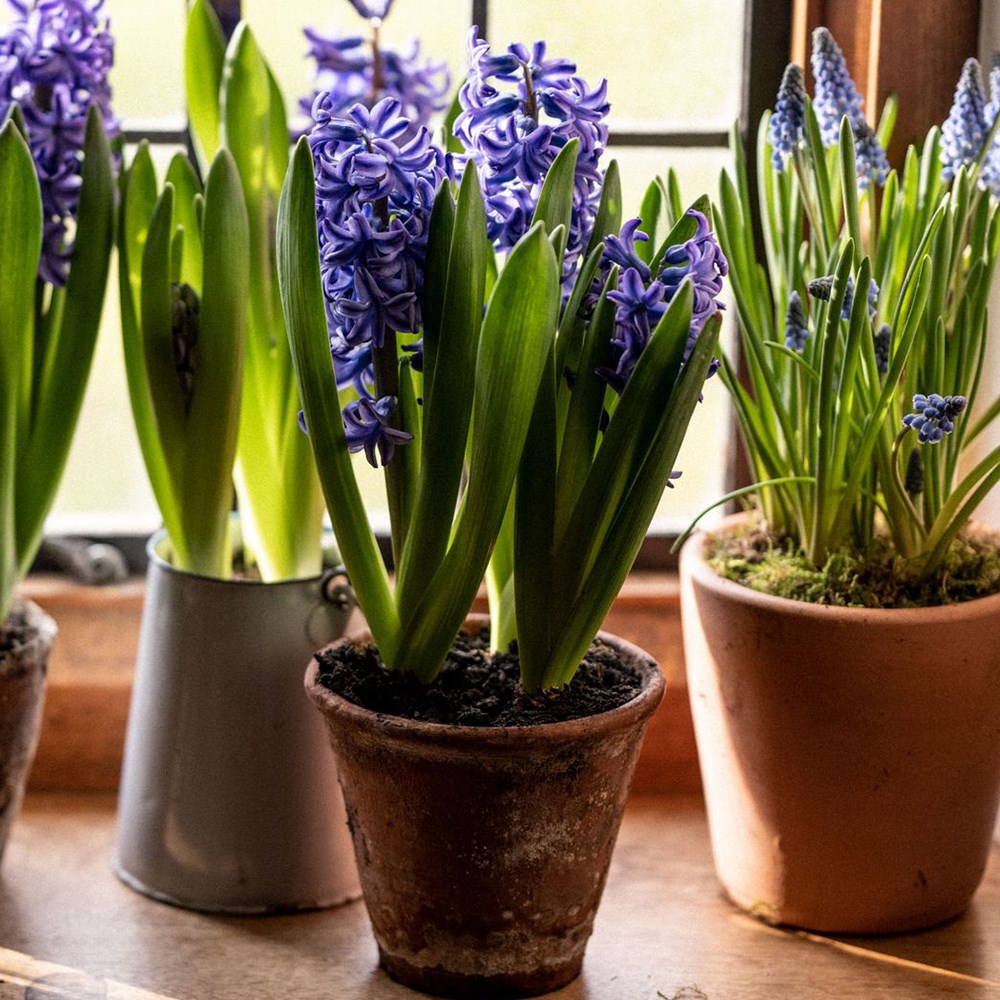 <I>Hyacinthus orientalis</i> 'Blue Pearl' (PBR)