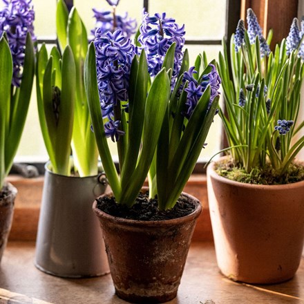 Hyacinthus orientalis Blue Pearl (PBR)