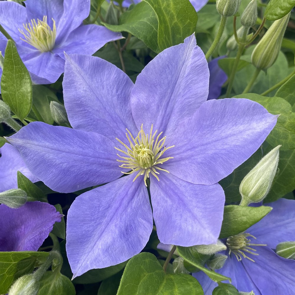 <i>Clematis</i> 'Fujimusume'