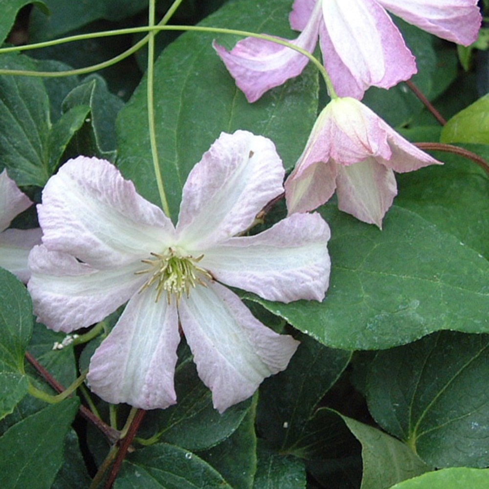 <i>Clematis</i> 'Little Nell'