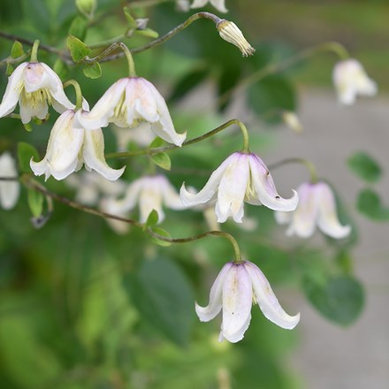 Clematis Kaiu
