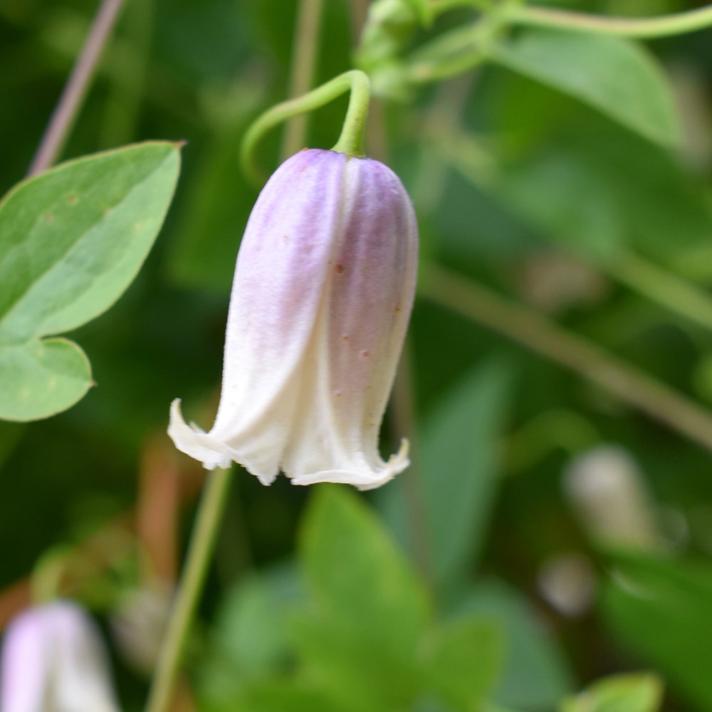 <i>Clematis</i> 'Kaiu'