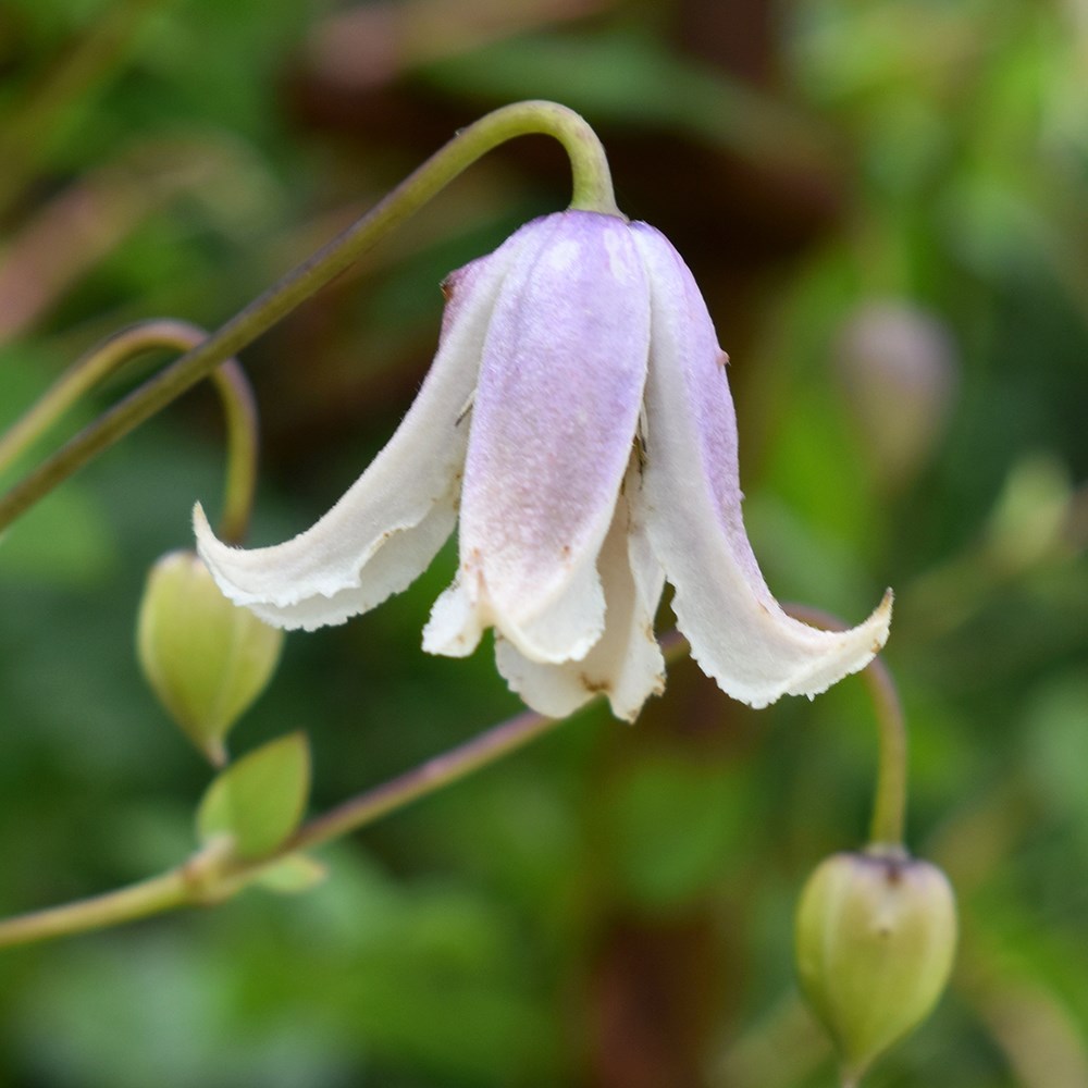 <i>Clematis</i> 'Kaiu'