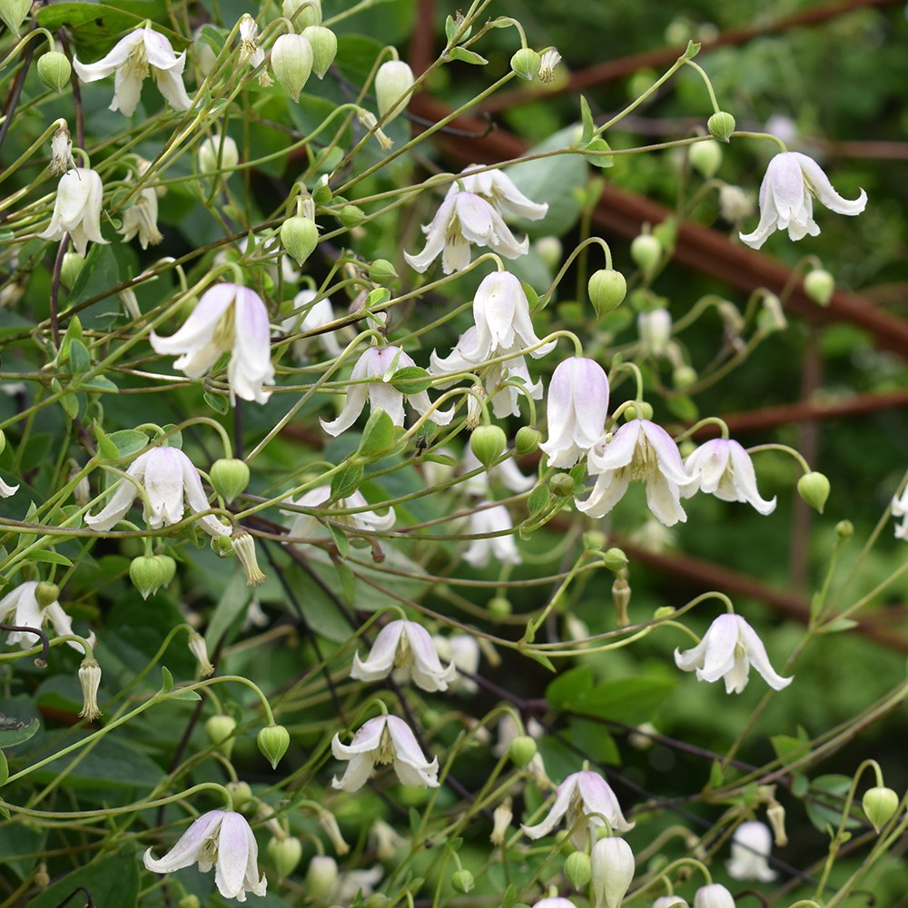 <i>Clematis</i> 'Kaiu'