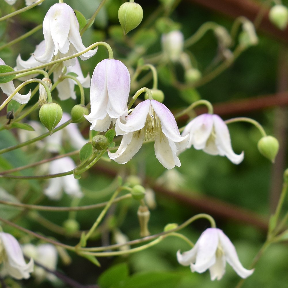 <i>Clematis</i> 'Kaiu'