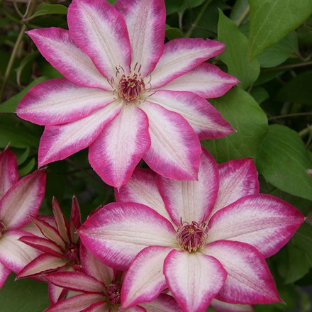 Clematis Picotee ('Zo09124') (PBR)