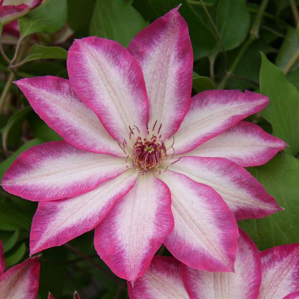 <i>Clematis</i> <b class=small-caps>Picotee</b> ('Zo09124') (PBR)