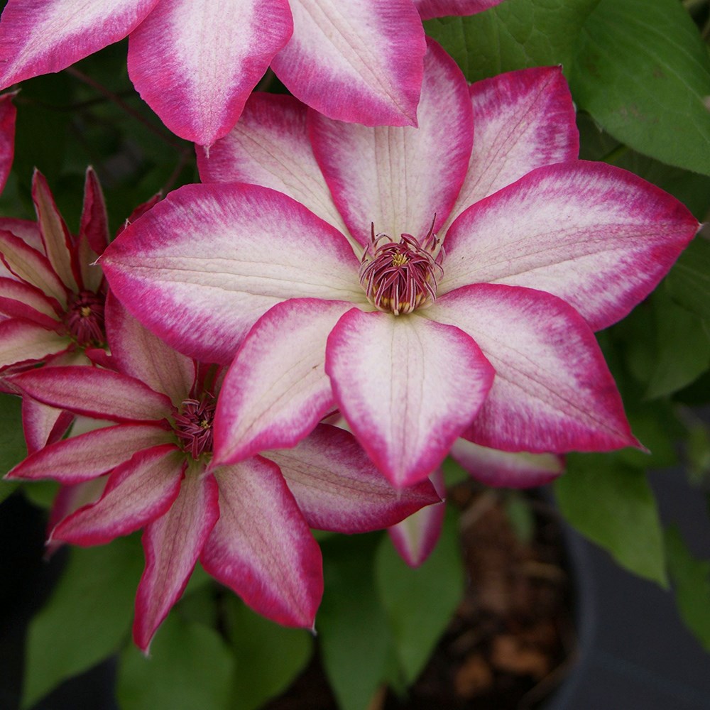 <i>Clematis</i> <b class=small-caps>Picotee</b> ('Zo09124') (PBR)