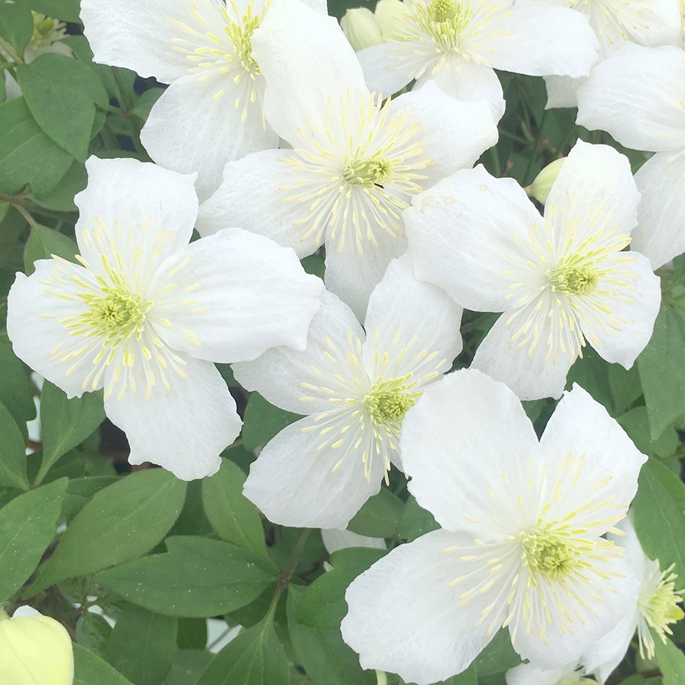 <i>Clematis</i> 'Prosperity'