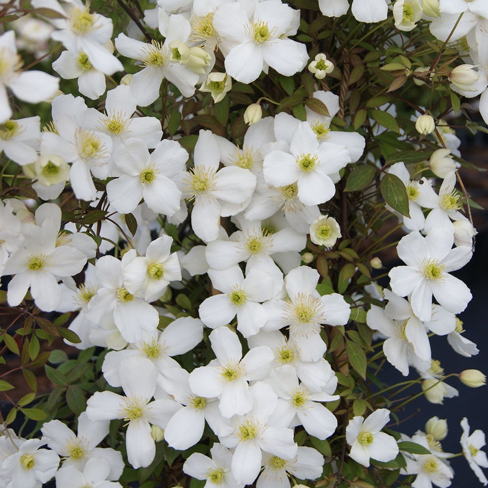 <i>Clematis</i> <b class=small-caps>Spring Joy</b> ('Zo12053') (PBR)