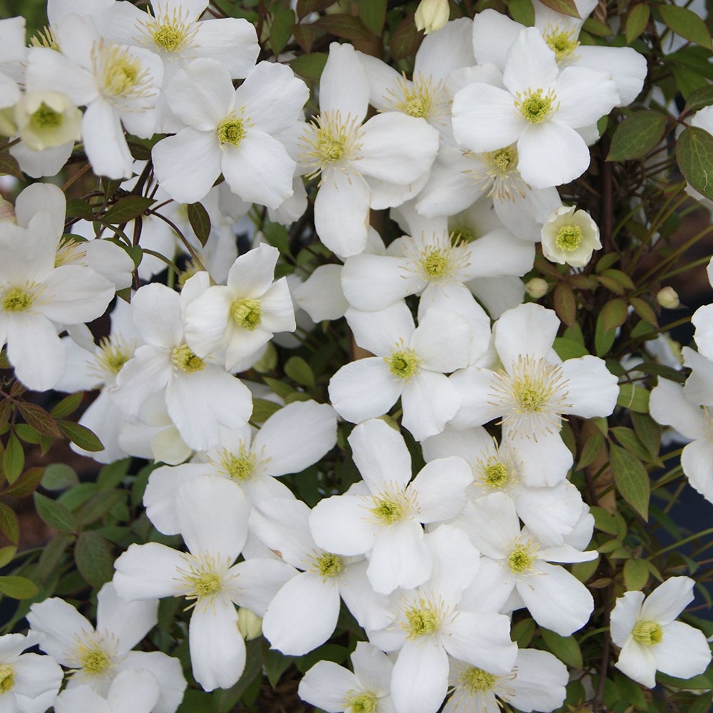 <i>Clematis</i> <b class=small-caps>Spring Joy</b> ('Zo12053') (PBR)