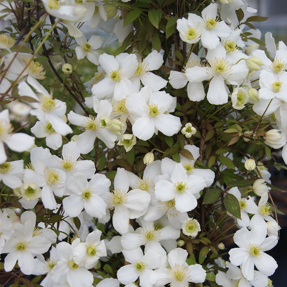 <i>Clematis</i> <b class=small-caps>Spring Joy</b> ('Zo12053') (PBR)