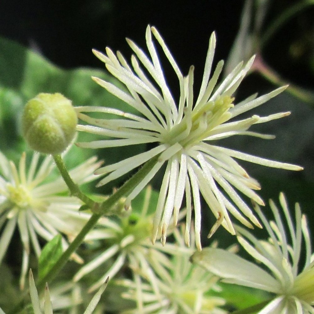<i>Clematis vitalba</i> 