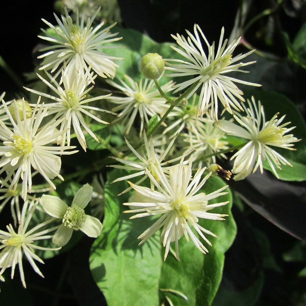 <i>Clematis vitalba</i> 
