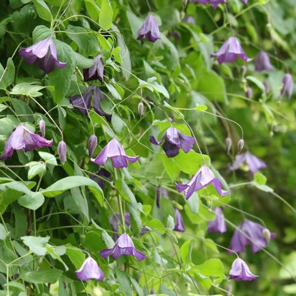 <i>Clematis viticella</i> 